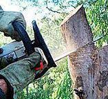 Best Fruit Tree Pruning  in Brookside Village, TX